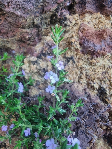 Image of Micromeria maderensis by (c) Vítor Jorge, some rights reserved (CC BY)