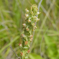 Satyrium ligulatum