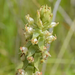 Satyrium ligulatum