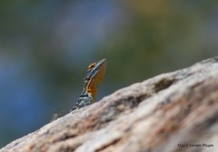 Petrosaurus thalassinus