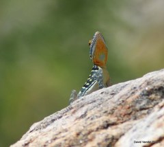 Petrosaurus thalassinus