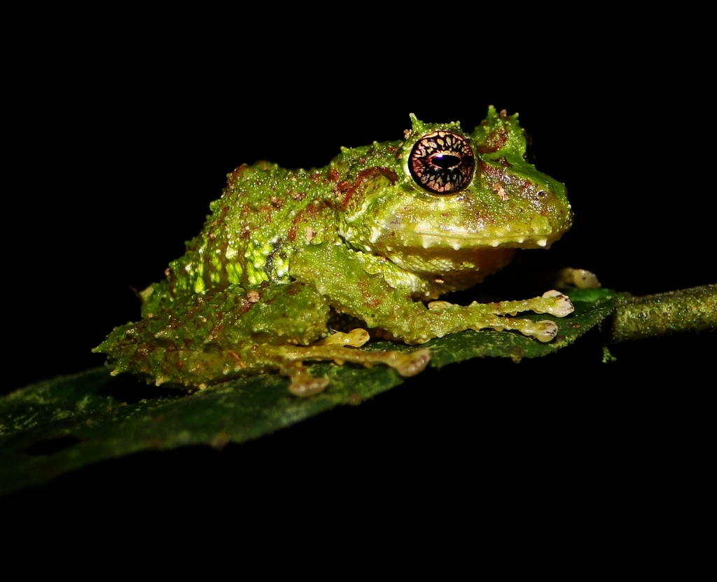 Ron's Robber Frog