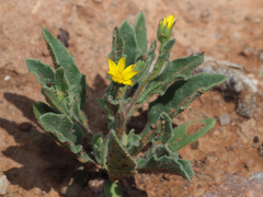 Osteospermum calendulaceum