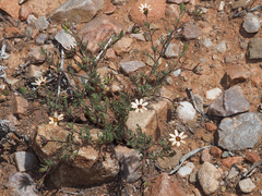 Dimorphotheca pinnata