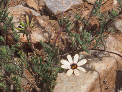 Dimorphotheca pinnata