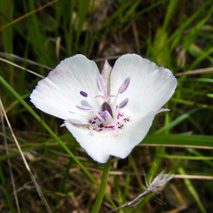 Calochortus umbellatus