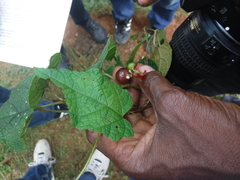 Ampelocissus robinsonii