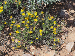 Gorteria integrifolia