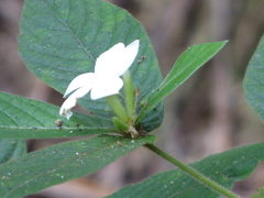 Atractocarpus hirtus