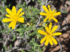 Gorteria integrifolia