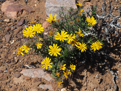 Gorteria integrifolia