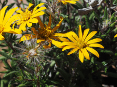 Gorteria integrifolia