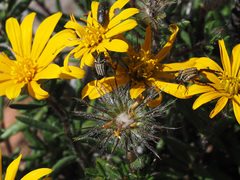 Gorteria integrifolia