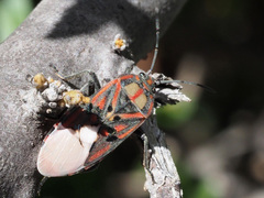 Spilostethus pandurus elegans