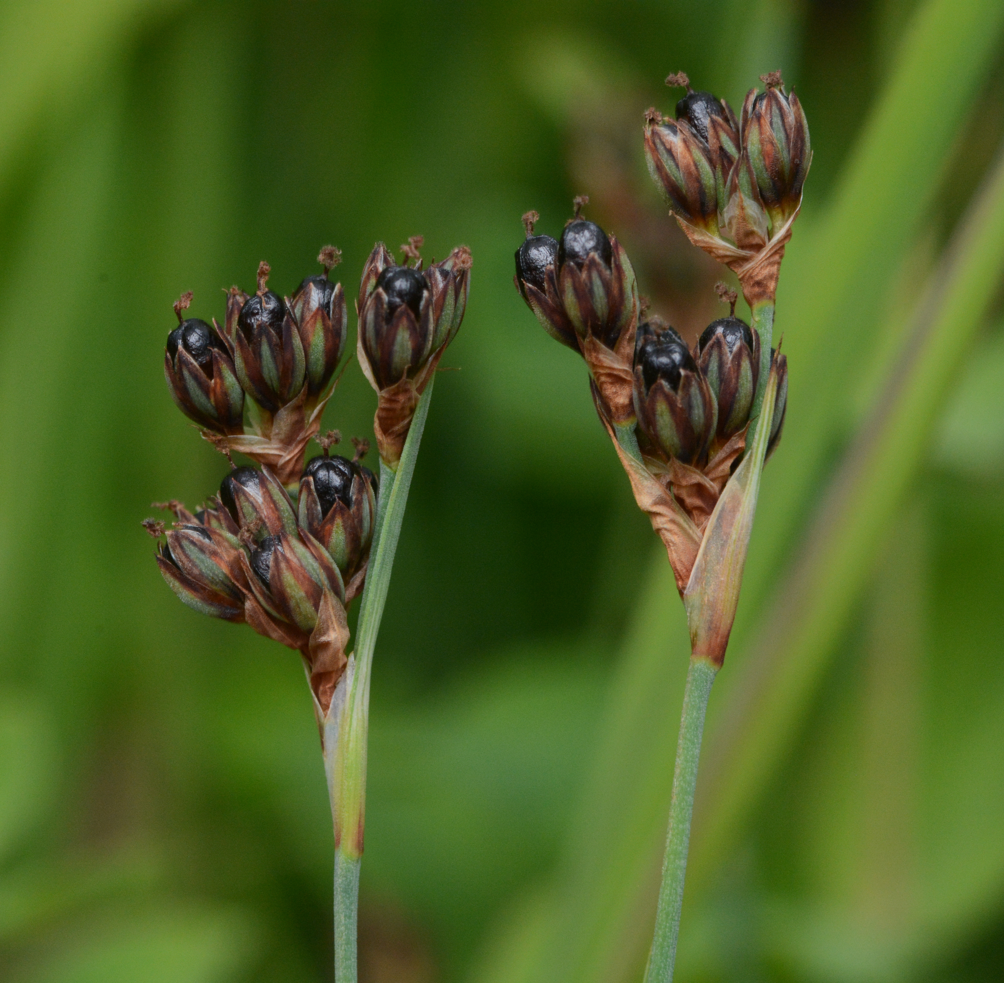 Juncus covillei