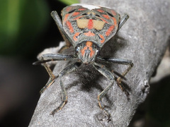 Spilostethus pandurus elegans