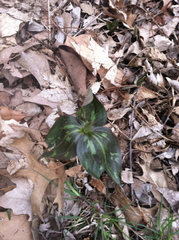 Trillium recurvatum