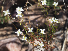 Heliophila variabilis
