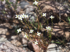 Heliophila variabilis