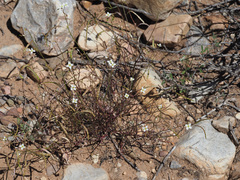 Heliophila variabilis