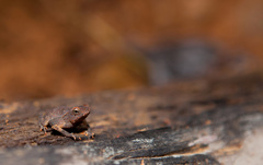 Rhinella margaritifera