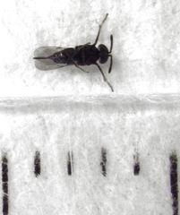 Coccidoctonus dubius