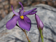 Moraea bipartita