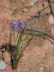 Moraea bipartita