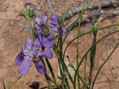 Moraea bipartita
