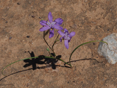 Moraea bipartita