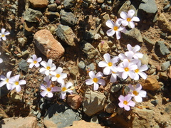 Oxalis leptogramma