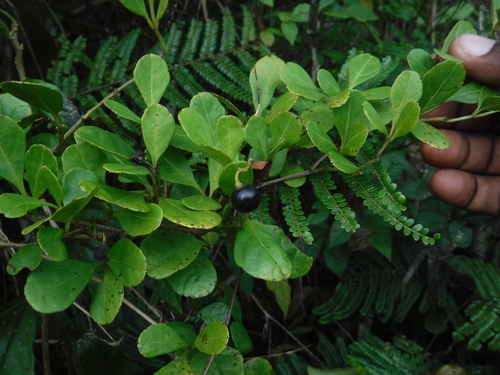 Cissus obovata