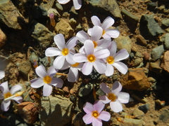 Oxalis leptogramma