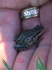 Pseudacris clarkii