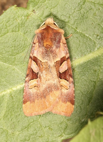 Ruby Dart photo 4