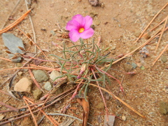 Oxalis leptogramma