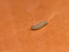 Insecta