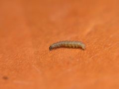Insecta