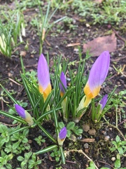 Crocus sublimis