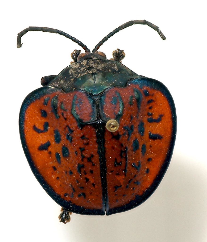 Discomorpha