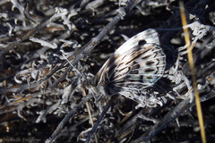 Argyrophorus argenteus