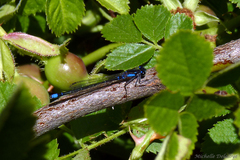 Cyanallagma interruptum