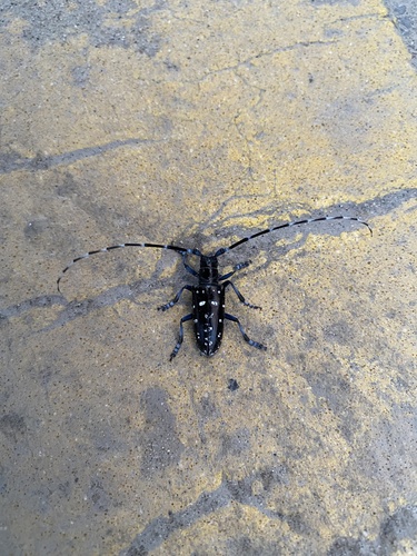 Asian Longhorned Beetle