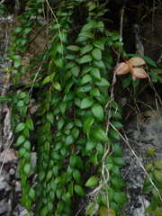 Sphyrospermum buxifolium
