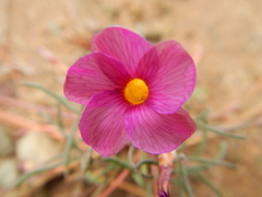 Oxalis leptogramma