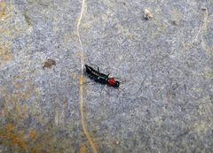 Paederidus ruficollis