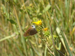 Grindelia hallii