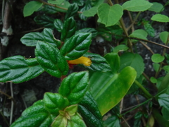 Columnea domingensis