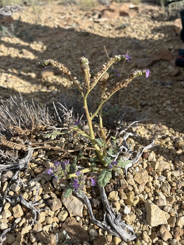 Desert Glandular Phacelia (Phacelia deserta)