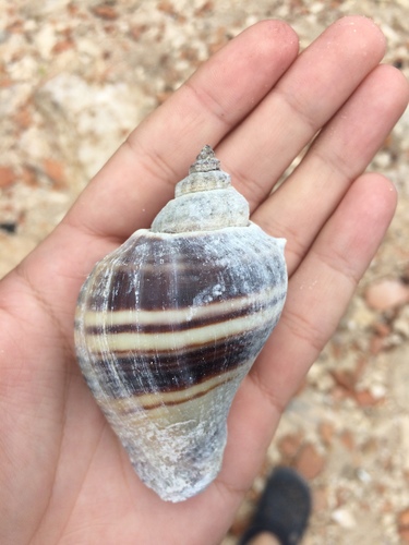 Caribbean Crown Conch